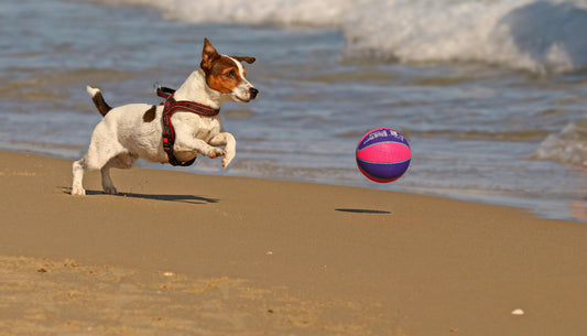 Beach Day with Your Dog: Tips for a Fun & Safe Trip