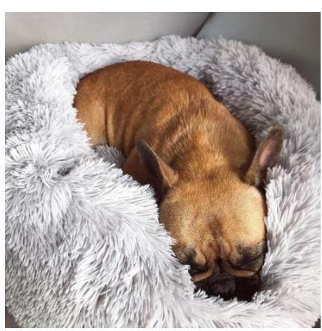 Dog sleeping in a fluffy white pet bed