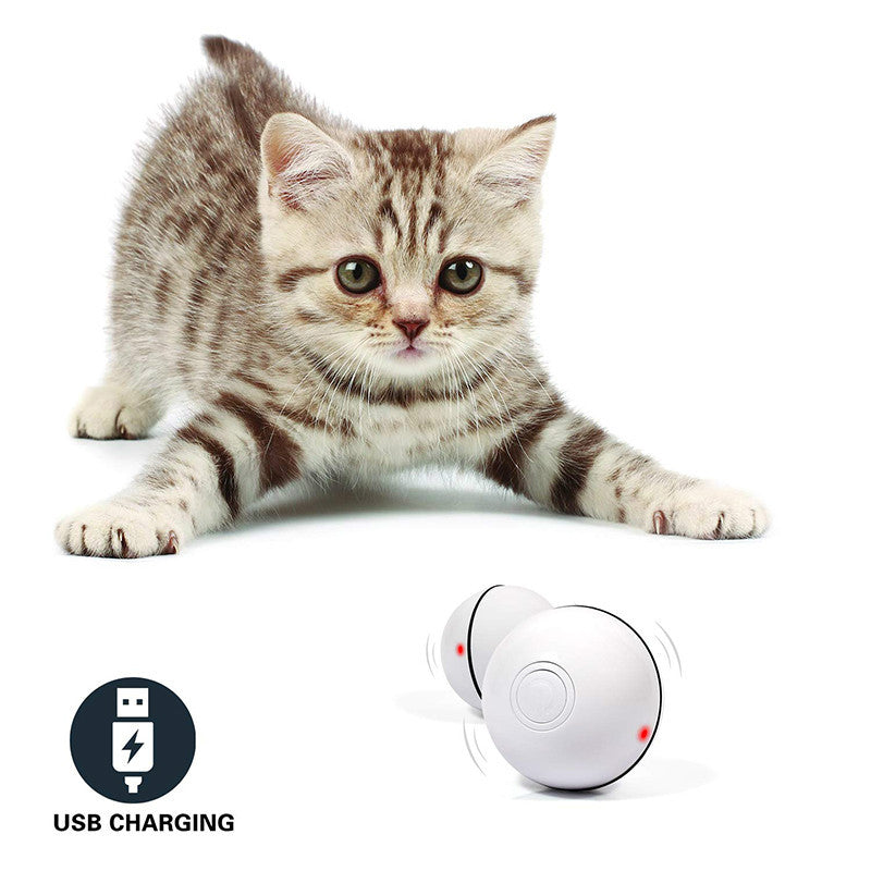 Cat playing with a USB charging toy on a white background