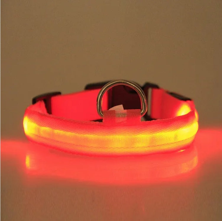 Red LED dog collar on a reflective surface with a neutral background