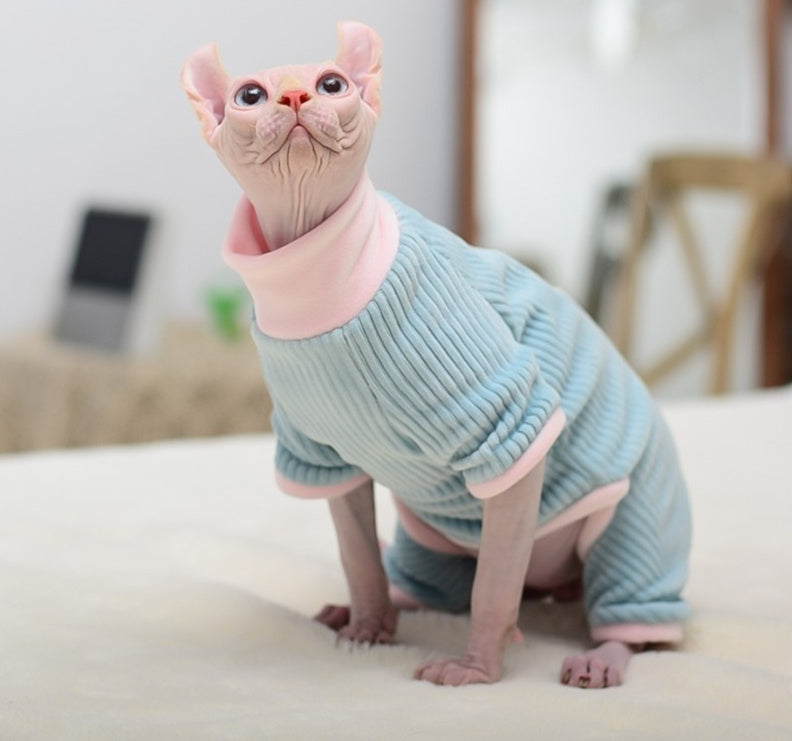 Sphynx cat wearing a light blue sweater with pink trim on a white surface.