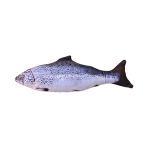 Fish on a white background